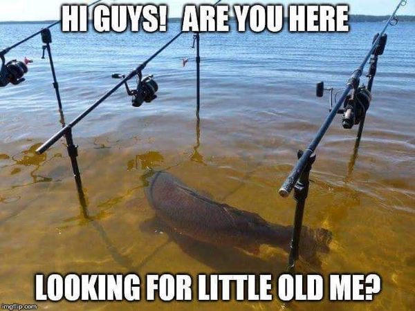 Very funny carp fishing meme photo