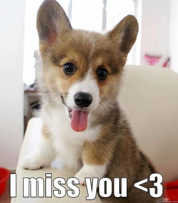 Very funny dog miss you meme image