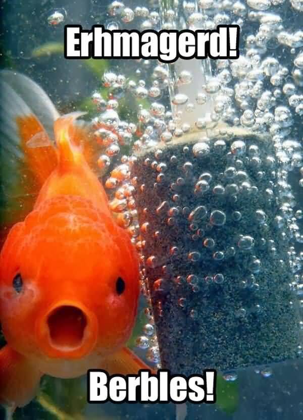 Very funny fish pictures with captions joke