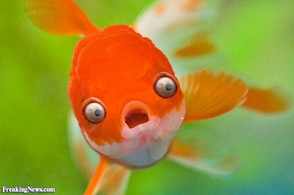 Very funny pictures of fish joke