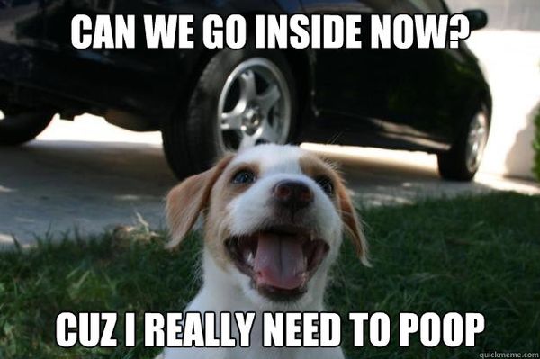 Amusing dog poop meme jokes