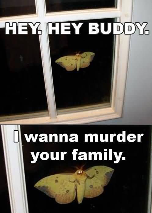 Butterfly Meme Funny Image Photo Joke 04