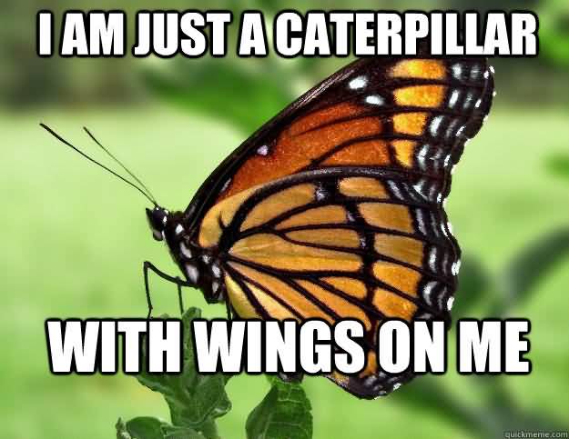 Butterfly Meme Funny Image Photo Joke 10