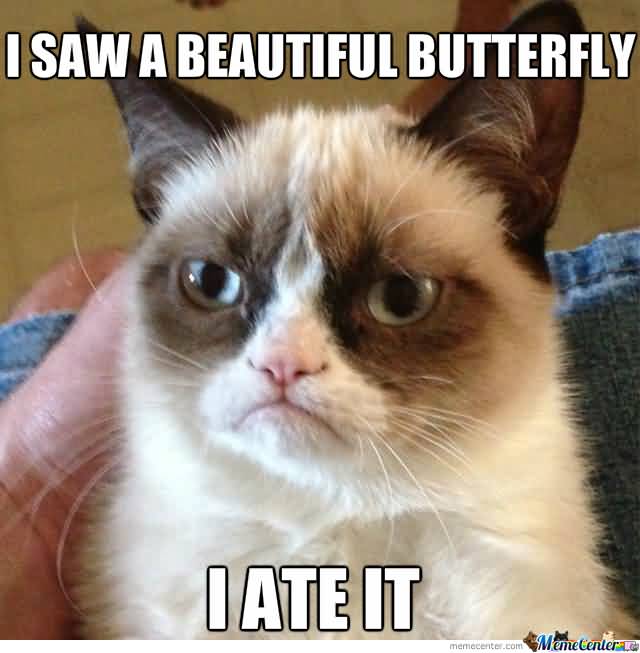 Butterfly Meme Funny Image Photo Joke 13