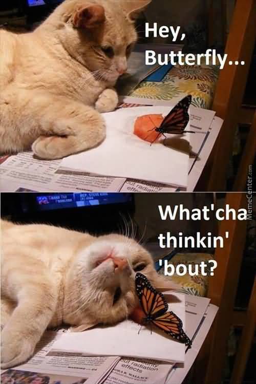 Butterfly Meme Funny Image Photo Joke 14