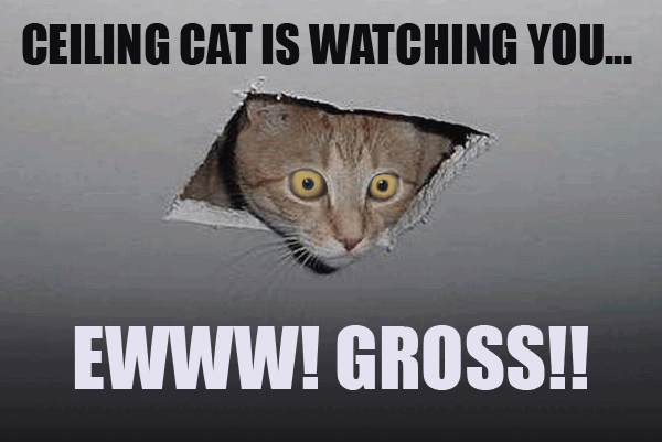 Ceiling Cat Meme Funny Image Photo Joke 02