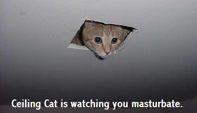 Ceiling Cat Meme Funny Image Photo Joke 12