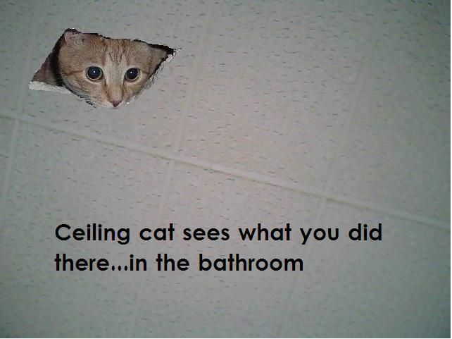 Ceiling Cat Meme Funny Image Photo Joke 13