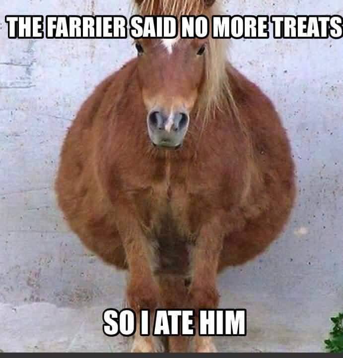 Cute Horse Quotes Meme Image 01