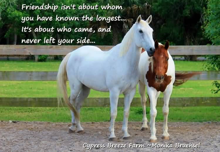 Cute Horse Quotes Meme Image 05