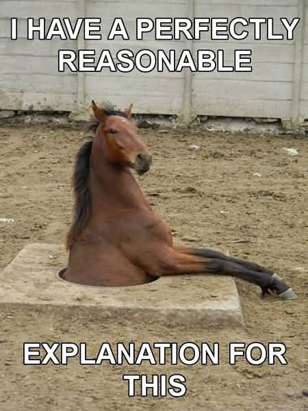 Cute Horse Quotes Meme Image 10