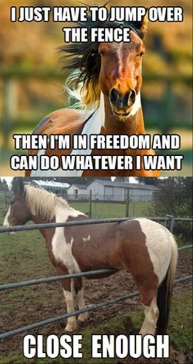 Cute Horse Quotes Meme Image 21