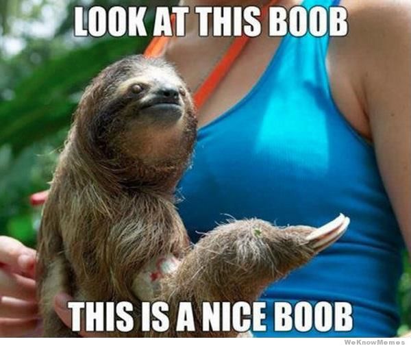 Funniest best usual sloth jokes meme joke
