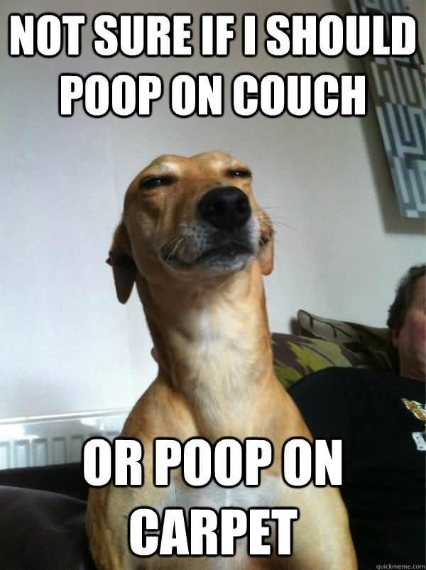 Funniest cool dog poop meme image
