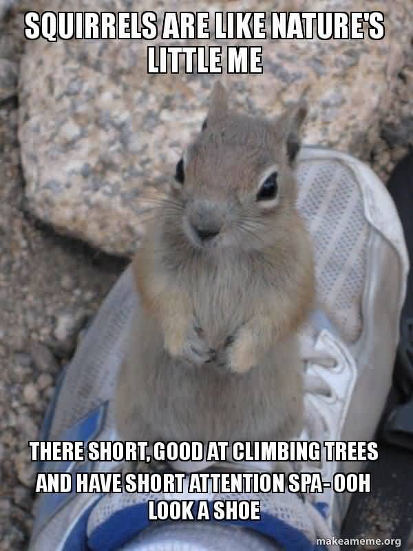 Funniest look a squirrel meme jokes