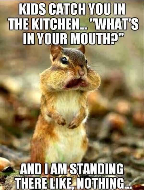 Funniest look a squirrel meme photo