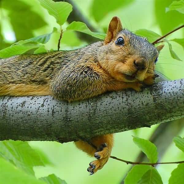 Funniest silly squirrel pictures memes