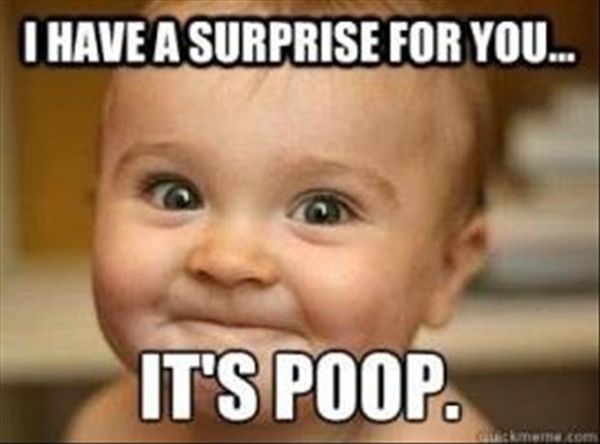 Funny amazing funny sayings about poop picture