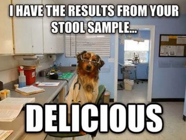 Funny best dog poop meme image