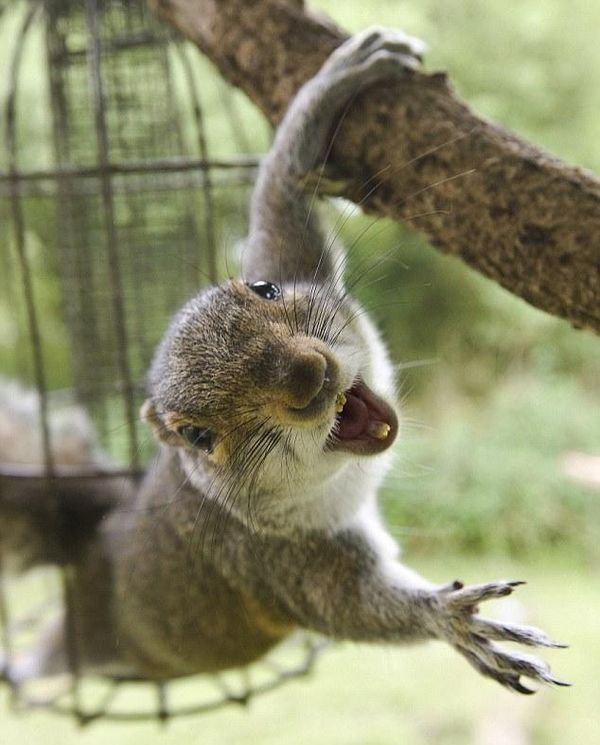 Funny crazy squirrel pics joke
