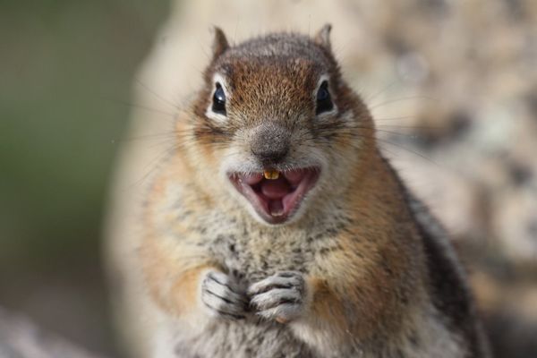 Funny crazy squirrel pics meme