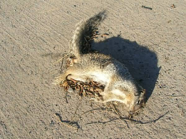 Funny dead squirrel meme pictures