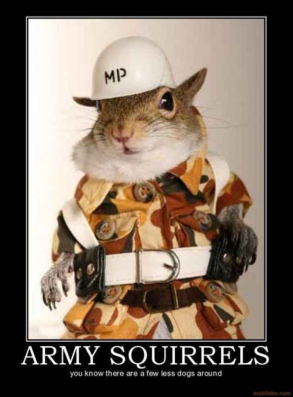 Hilarious squirrel images funny meme