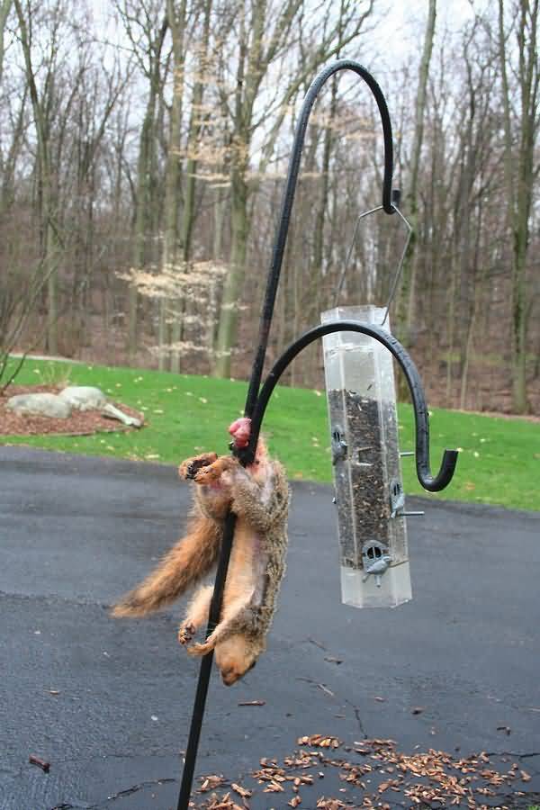 Hilarious squirrel nuts meme photo