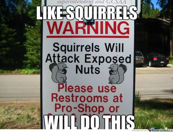 Hilarious squirrel nuts meme pictures