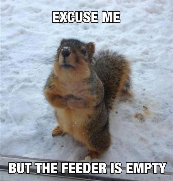 Hilarious squirrel nuts meme wallpaper