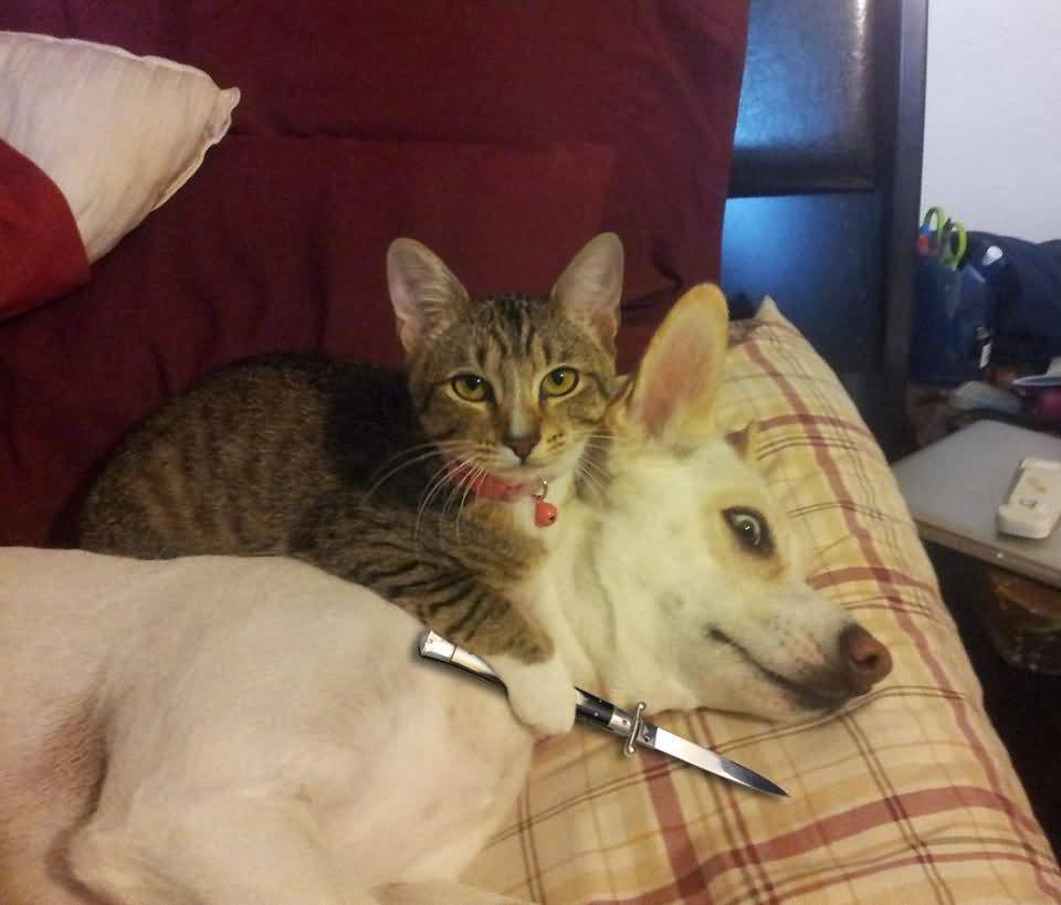 15 Top Knife Cat Meme Pictures and Amusing Joke