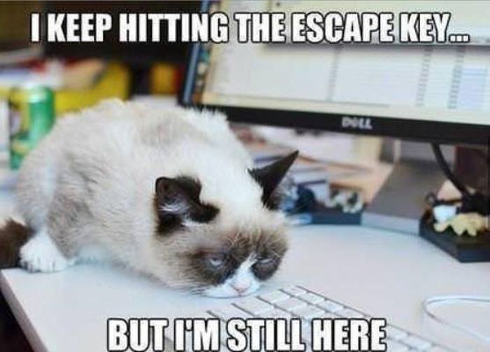 Monday Cat Meme Funny Image Photo Joke 14