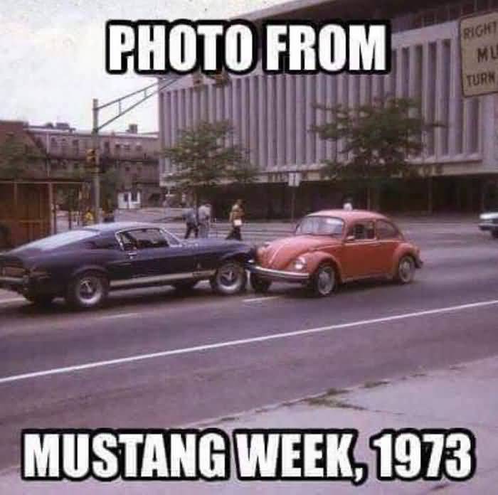 Mustang Meme Image Photo Joke 08