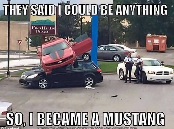 Mustang Meme Image Photo Joke 09
