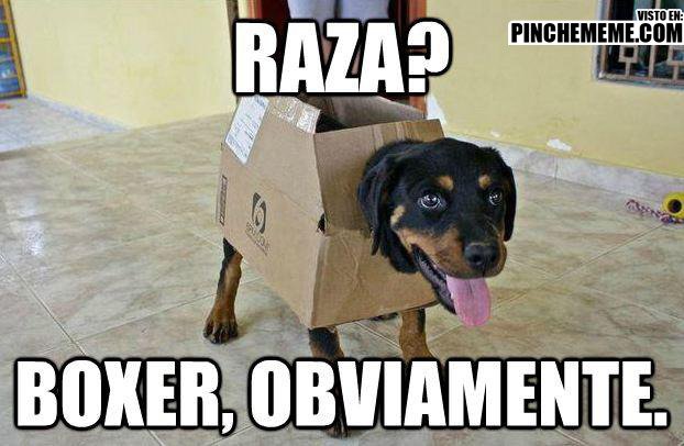 15 Top Perros Meme Images Pictures and Photos