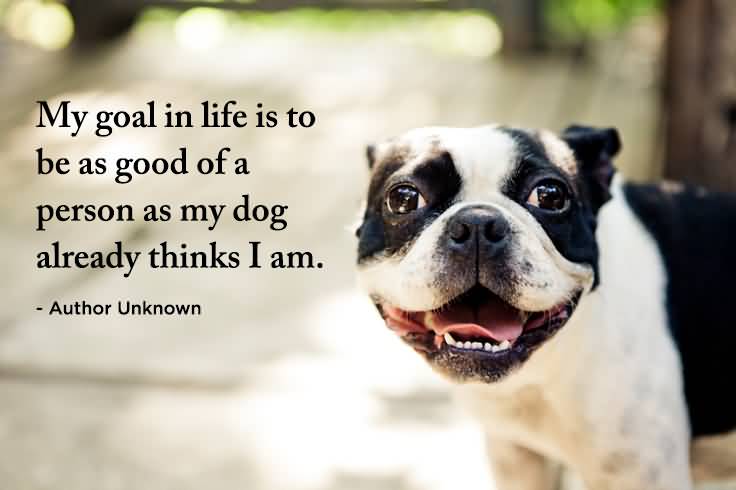 25 Quotes About Pets Sayings Images and Pictures