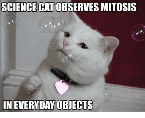 Science Cat Meme Funny Image Photo Joke 02