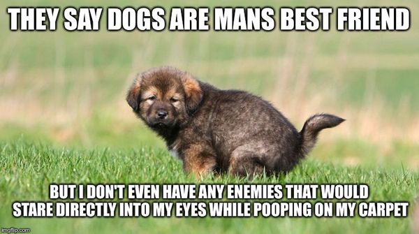 Very funny dog poop meme image