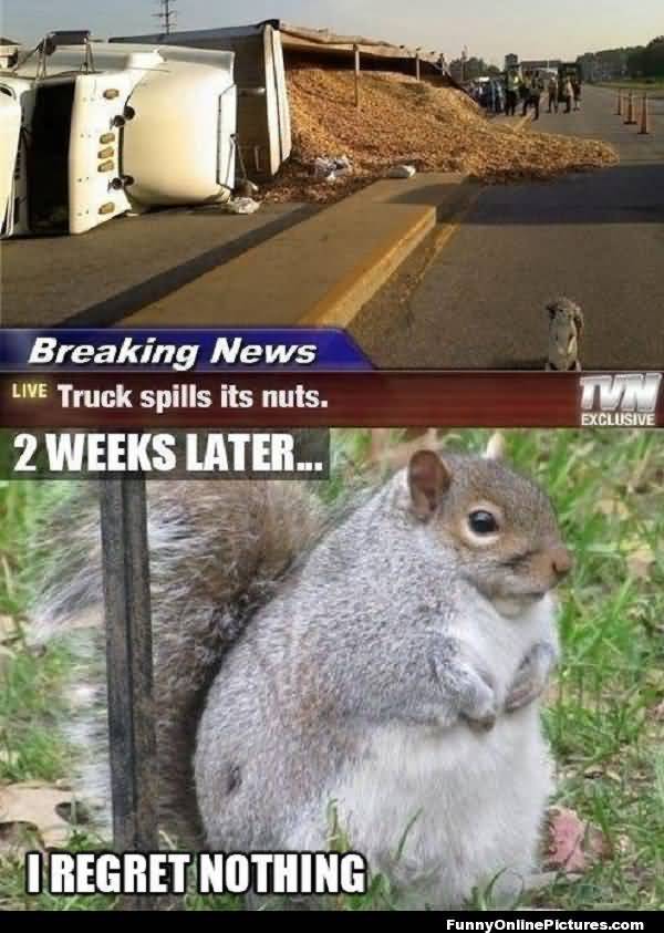 Very funny squirrel memes image