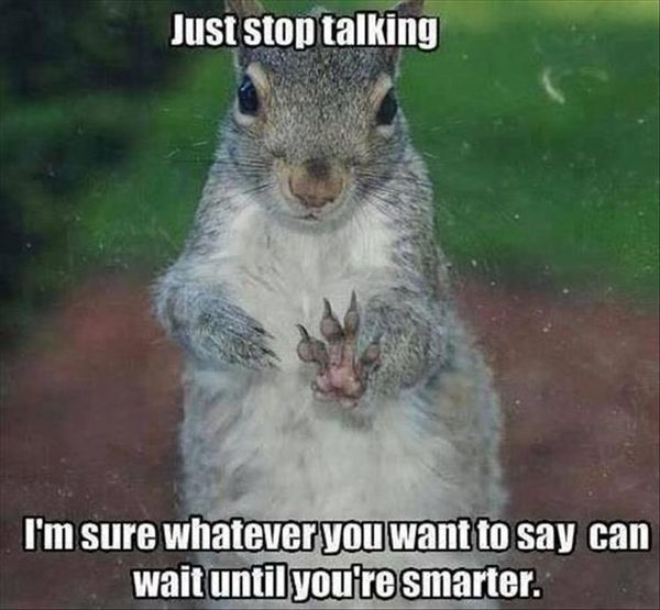 Very funny squirrel memes jokes