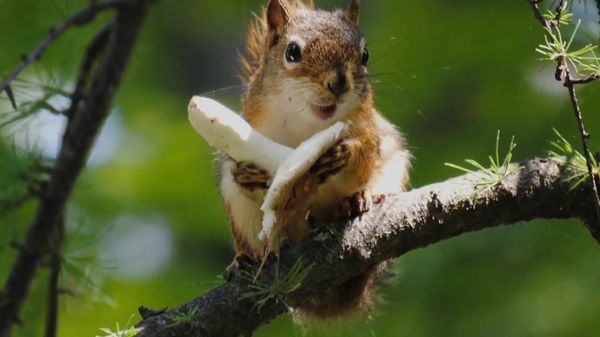 Very funny squirrel photos memes