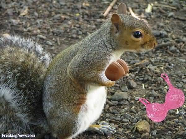 Very funny squirrel pics meme