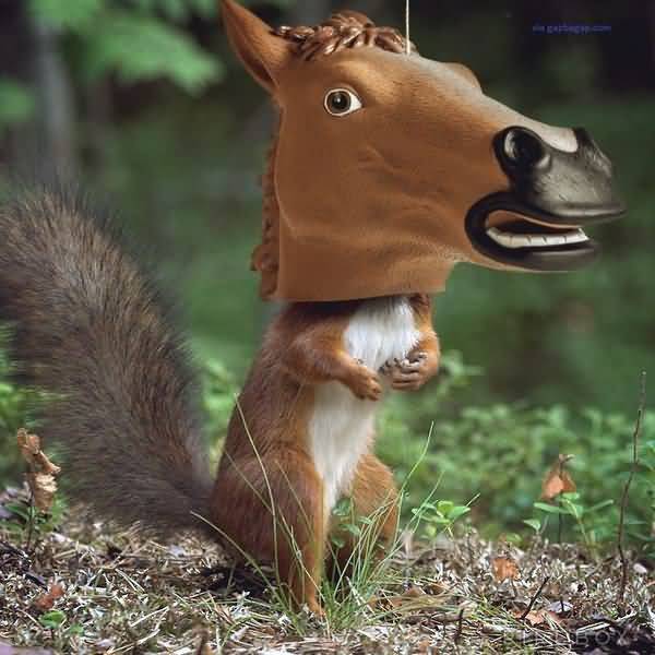 Very funny squirrel pics memes