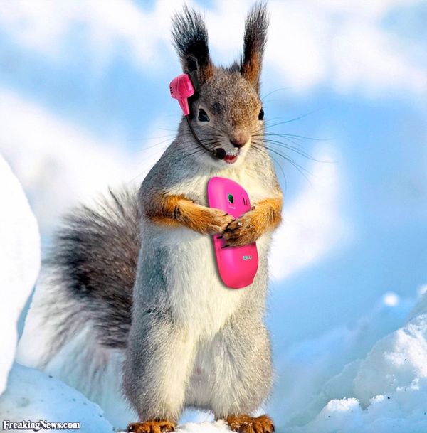 Very funny squirrel pictures meme joke