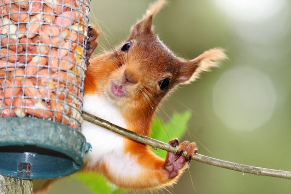 Very funny squirrel pictures wallpaper