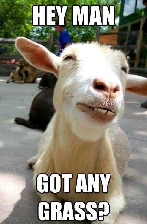 Funny Goat Meme Image Photo Joke 08