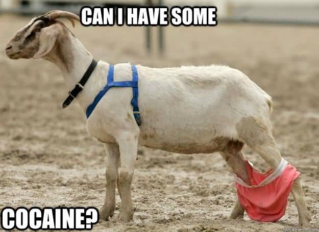 Funny Goat Meme Image Photo Joke 10