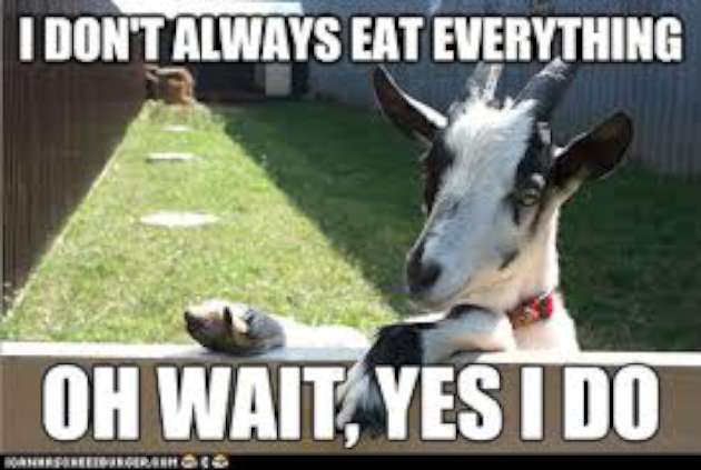Funny Goat Meme Image Photo Joke 12