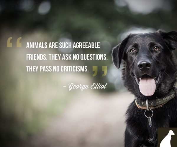 20 Quotes About Pets And Friendship Images
