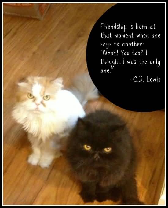 Quotes About Pets And Friendship 03
